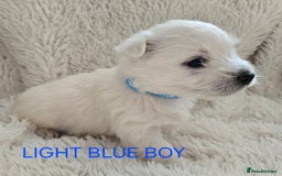 West Highland Terrier dogs for sale: STUNNING WEST HIGHLAND TERRIER PUPPIES  - Image 5