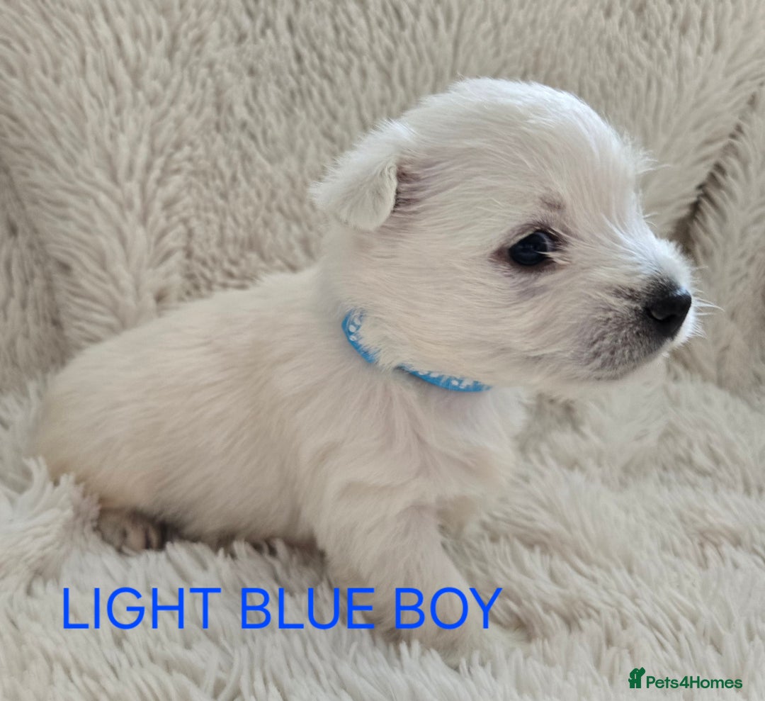 West Highland Terrier dogs for sale: STUNNING WEST HIGHLAND TERRIER PUPPIES  - Image 5