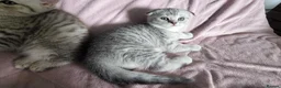 Scottish Fold cats for sale: Adorable Scottish fold kittens - Advert 6