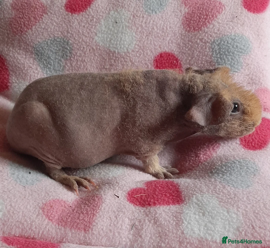Guinea Pig rodents for sale: Skinny pig/werewolf baby girl. - Advert 5