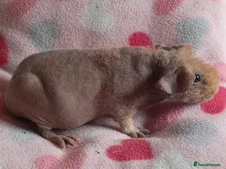 Guinea Pig rodents Skinny pig/werewolf baby girl. - Advert 6