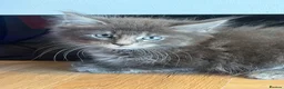 Mixed Breed cats for sale: Beautiful Maine coon cross kittens  - Advert 9