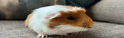 Guinea Pig rodents for sale: Lovely boy, with cage, lost his companion  in Gravesend - Advert 3