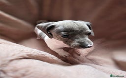 Dachshund dogs for sale: KC Registered Shorthaired dachshunds  - Image 16