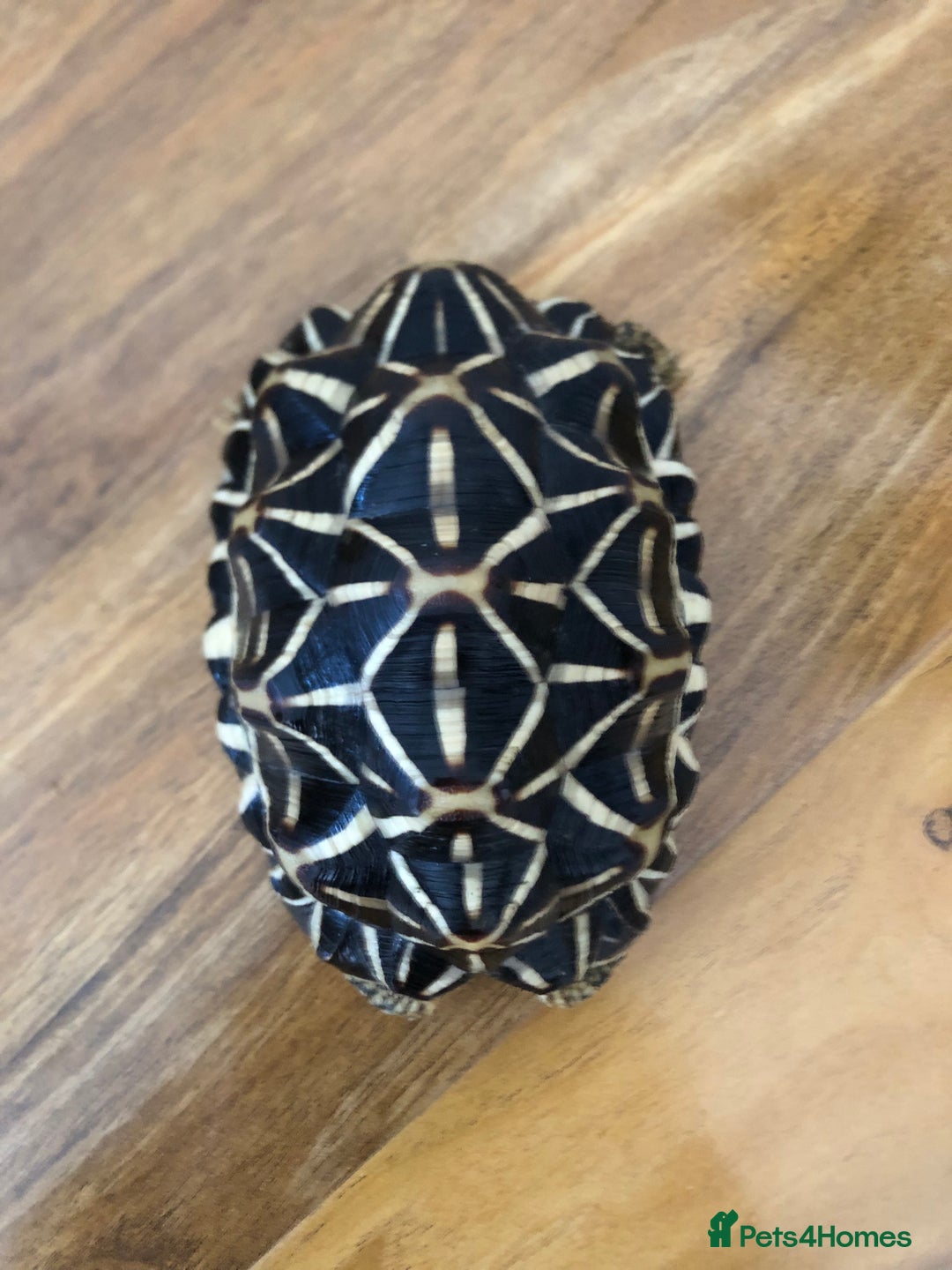 Tortoise reptiles for sale: Indian Star Tortoises - Image 8