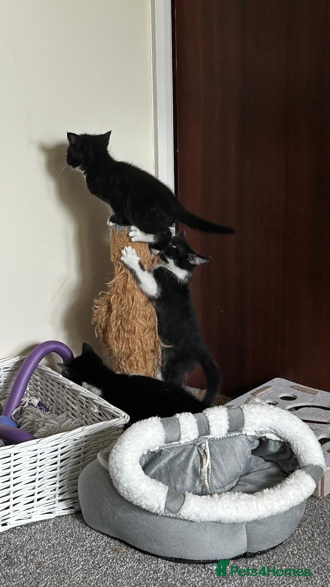 Domestic Shorthair cats for sale: 7 very adorable kittens  - Image 6
