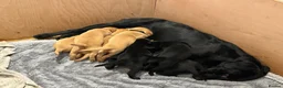 Labrador Retriever dogs for sale:  FTW Sired Working Labrador Puppy – Black Boy in Burton-on-Trent - Advert 7