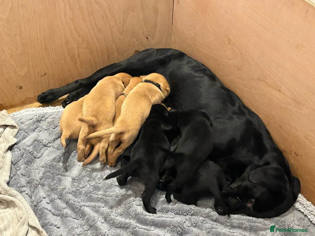 Labrador Retriever dogs for sale:  FTW Sired Working Labrador Puppy – Black Boy in Burton-on-Trent - Advert 7