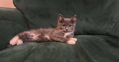 Mixed Breed cats - Advert 5