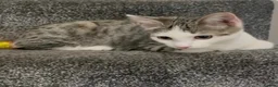 Domestic Shorthair cats for sale: Beautiful Domestic Short Hair  in Leicester - Advert 3
