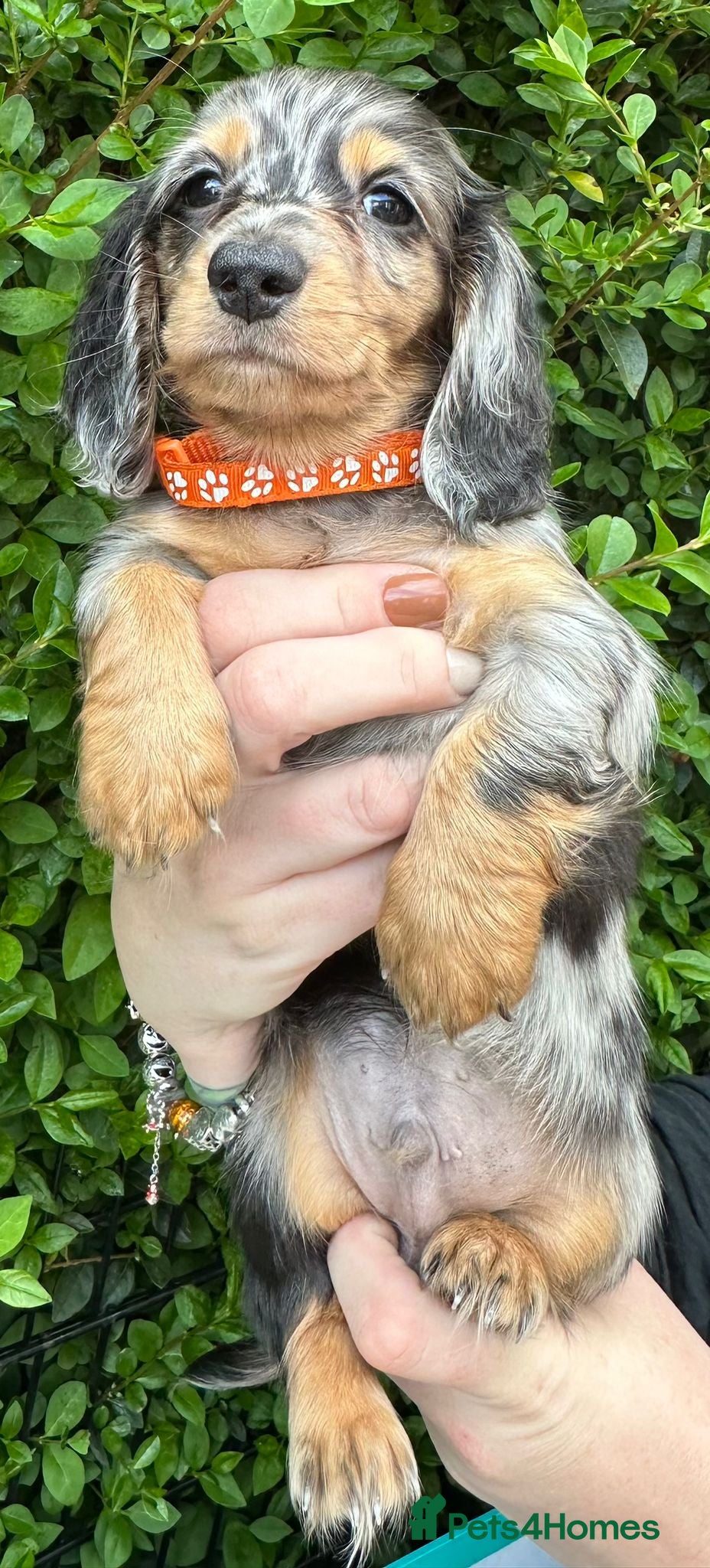 Miniature Dachshund dogs Long hair dapple 1 boy fully vaccinated - Advert 1