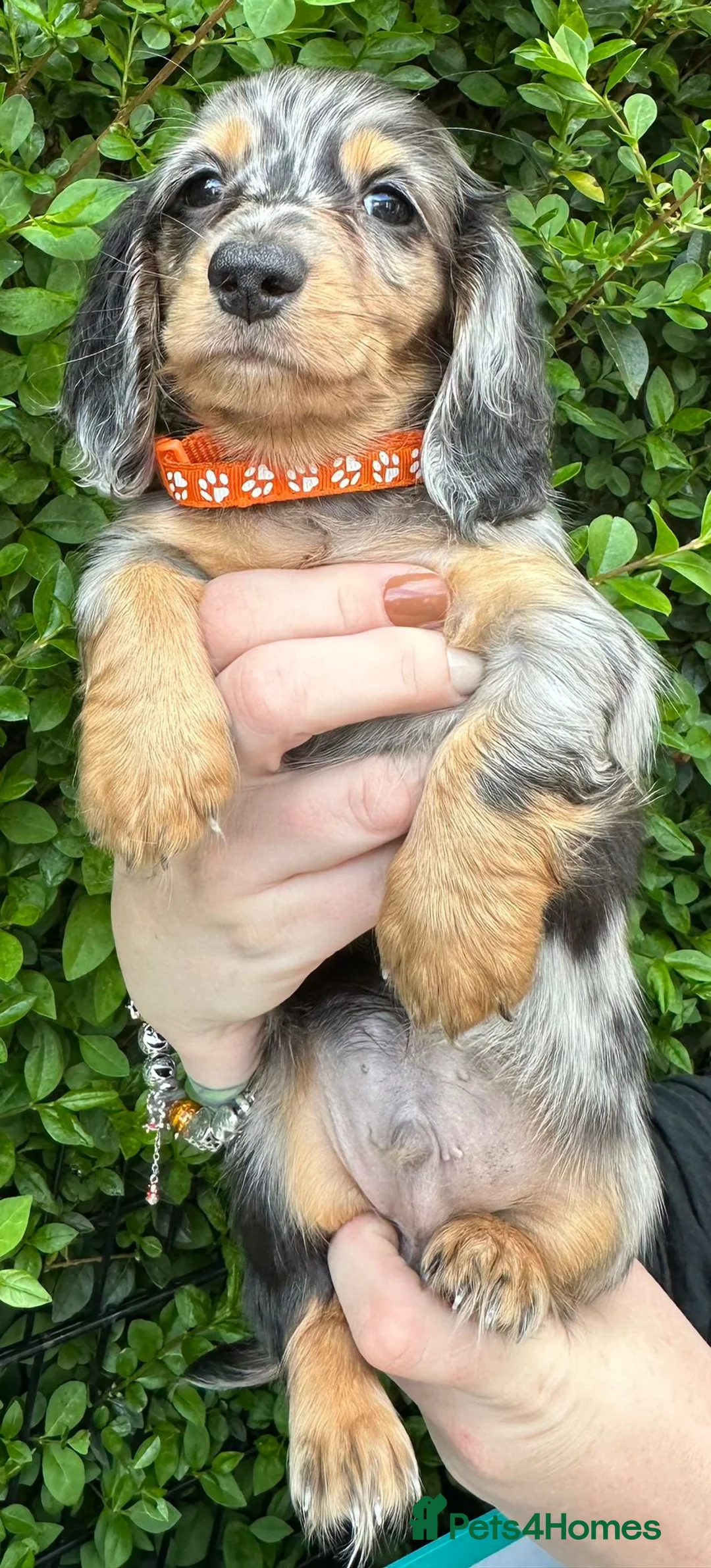 Miniature Dachshund dogs for sale: Long hair dapple 1 boy fully vaccinated - Advert 1