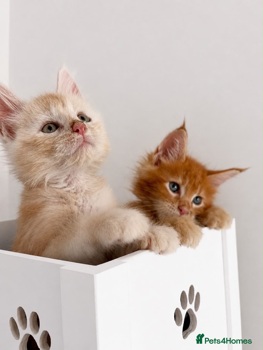 Maine Coon cats Ready Now: TICA Enabled Ginger Maine Coon Kittens  - Advert 1