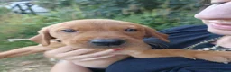 Labrador Retriever dogs for sale: Red Labrador puppies  - Advert 6