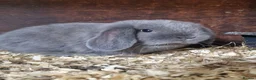 Mini Lop rabbits for sale: Baby Mini Lops - Advert 9