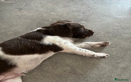 English Springer Spaniel dogs for sale: KC English springer spaniel puppies  - Image 19