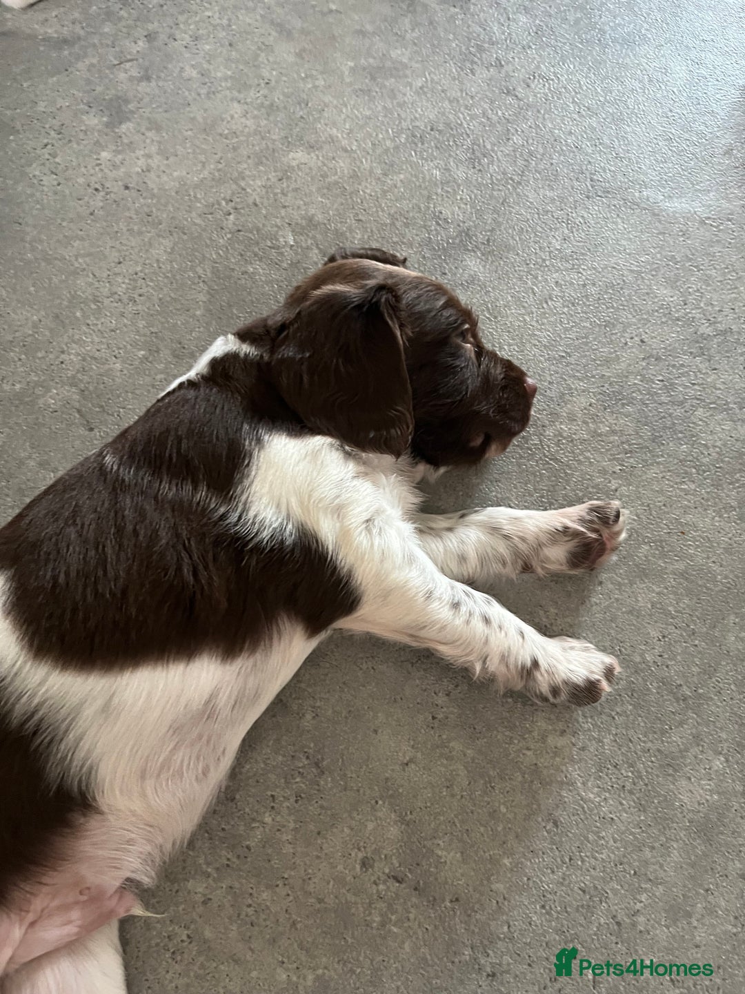 English Springer Spaniel dogs for sale: KC English springer spaniel puppies  - Image 19