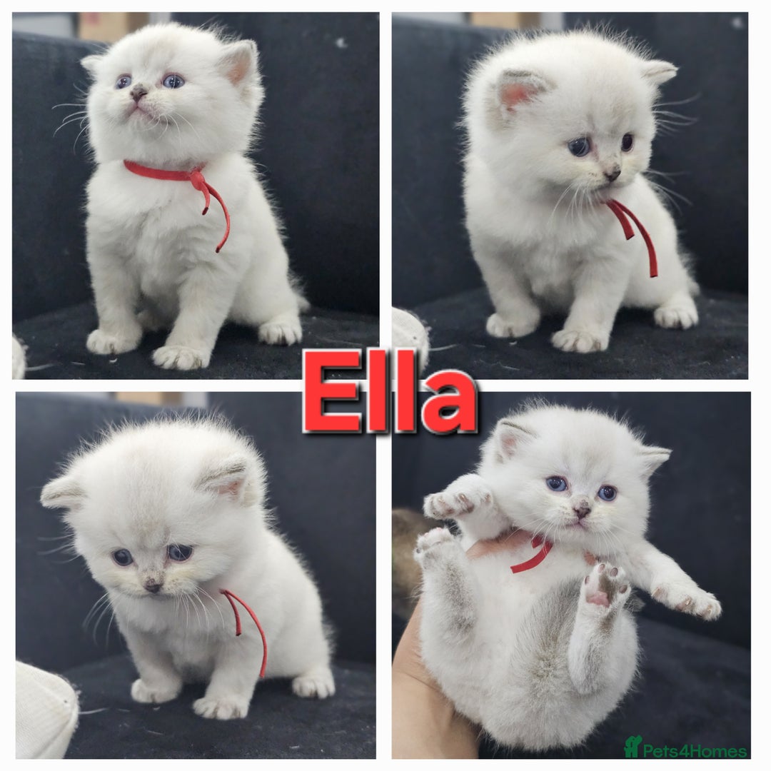 British Shorthair cats for sale: BSH kittens for sale ( 1 Male left ) - Image 1