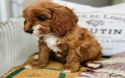 Cavapoo dogs for sale: Adorable Health Tested Cavapoo Puppies - Image 10