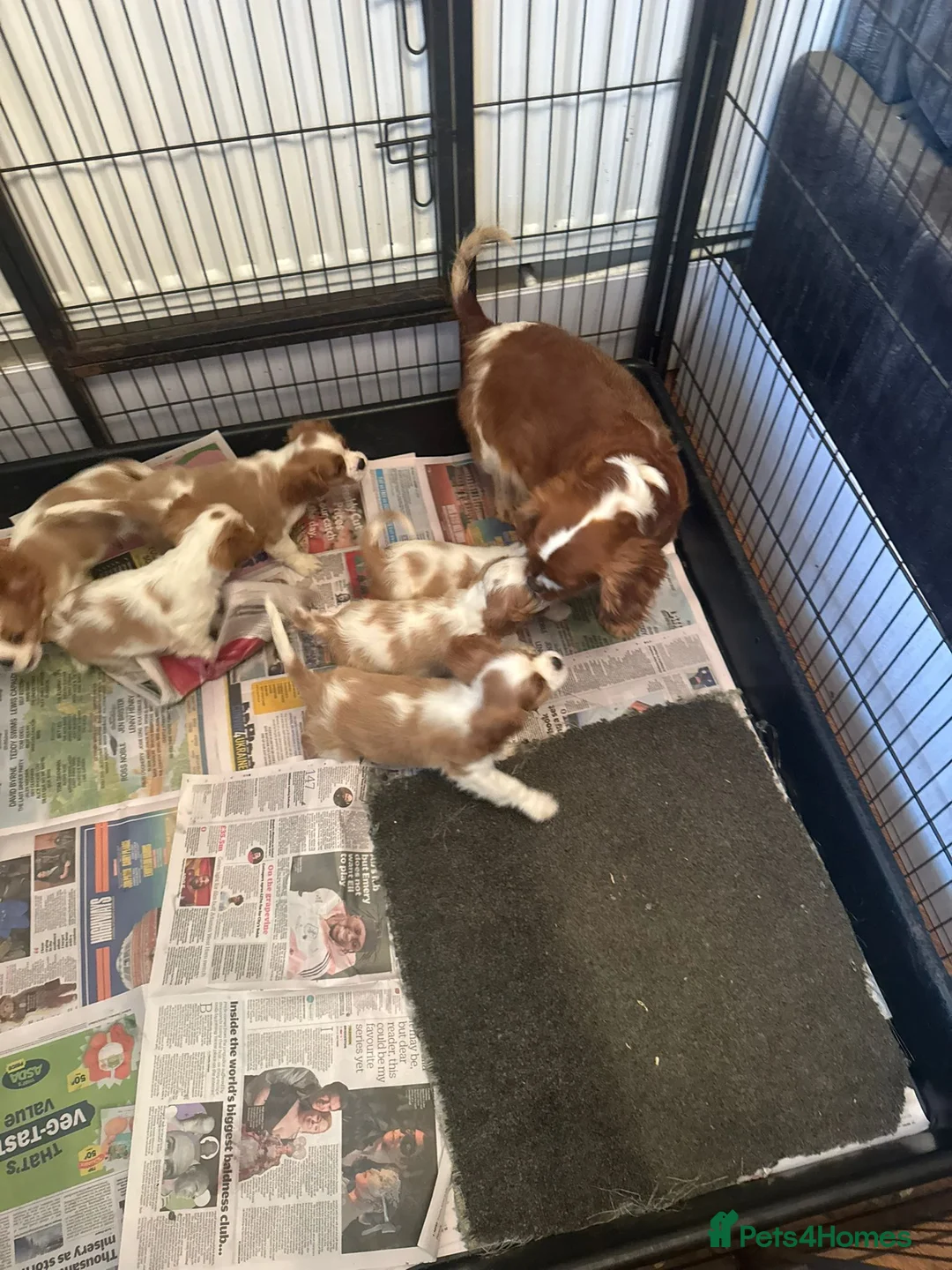 Cavalier King Charles Spaniel dogs for sale: cavalier king charles pups DNA TESTED  - Advert 9