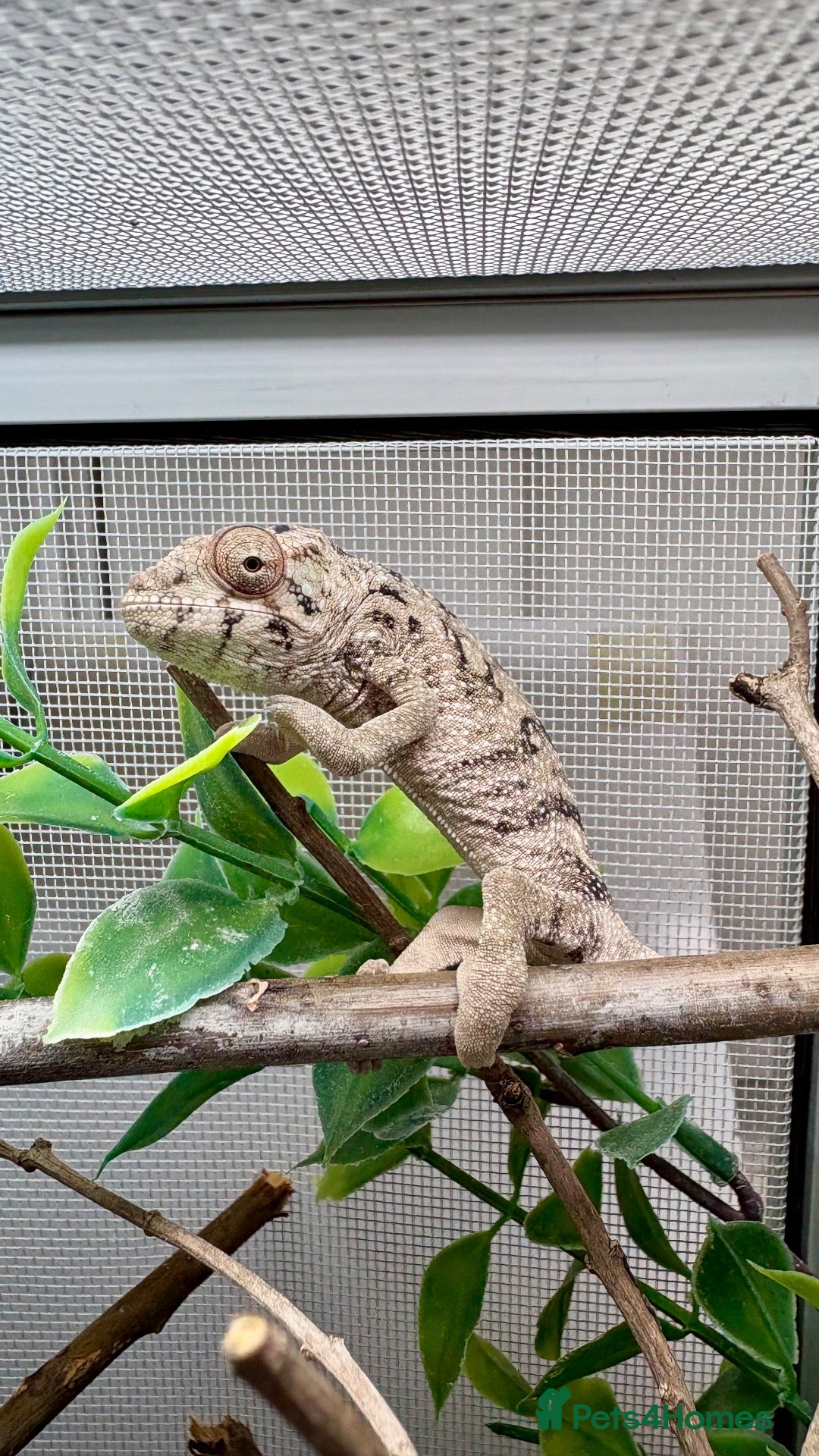 Chameleon reptiles  panther chameleons -Ambilobe - Advert 20