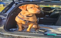 Labrador Retriever dogs for sale: Fox Red Labrador Retriever KC Registered puppies in Wetherby - Image 10