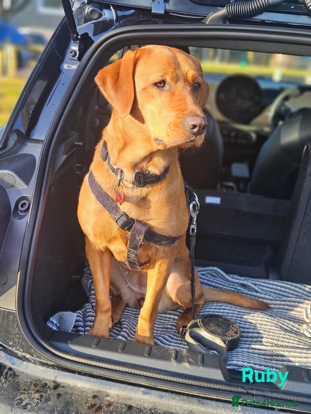 Labrador Retriever dogs for sale: Fox Red Labrador Retriever KC Registered puppies in Wetherby - Image 10