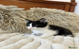 Mixed Breed cats for sale: 🏆Kittens for Sale🏆  - Image 5