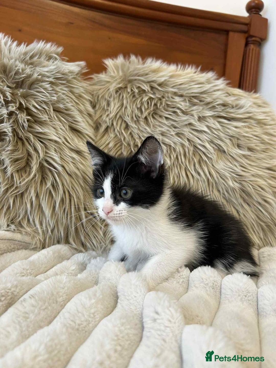 Mixed Breed cats for sale: 🏆Kittens for Sale🏆  - Image 5