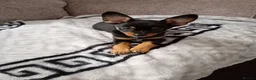 Miniature Pinscher dogs for sale: For Sale  - Advert 9