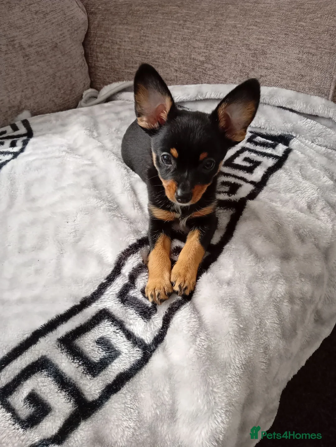Miniature Pinscher dogs for sale: For Sale  - Advert 9