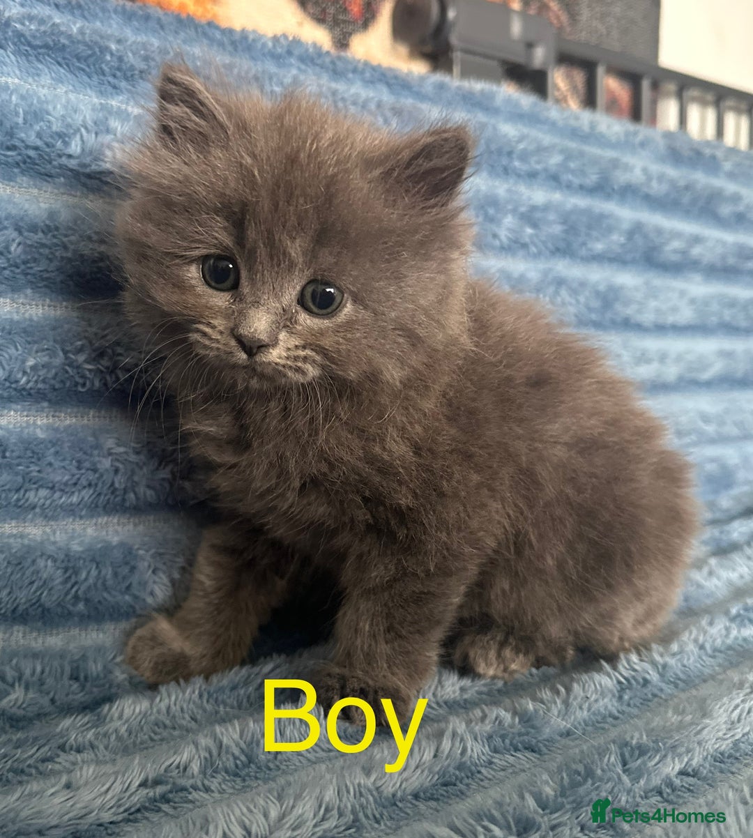 Ragdoll cats for sale: Ragdoll x persian F1b - Image 4