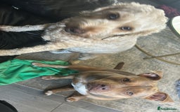 Mini Goldendoodle dogs for sale: Home Needed for Our Dogs a doodle and bully  - Image 2