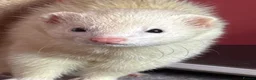 Ferret rodents for sale: Two ferrets one cream one miniature pole cat - Advert 2
