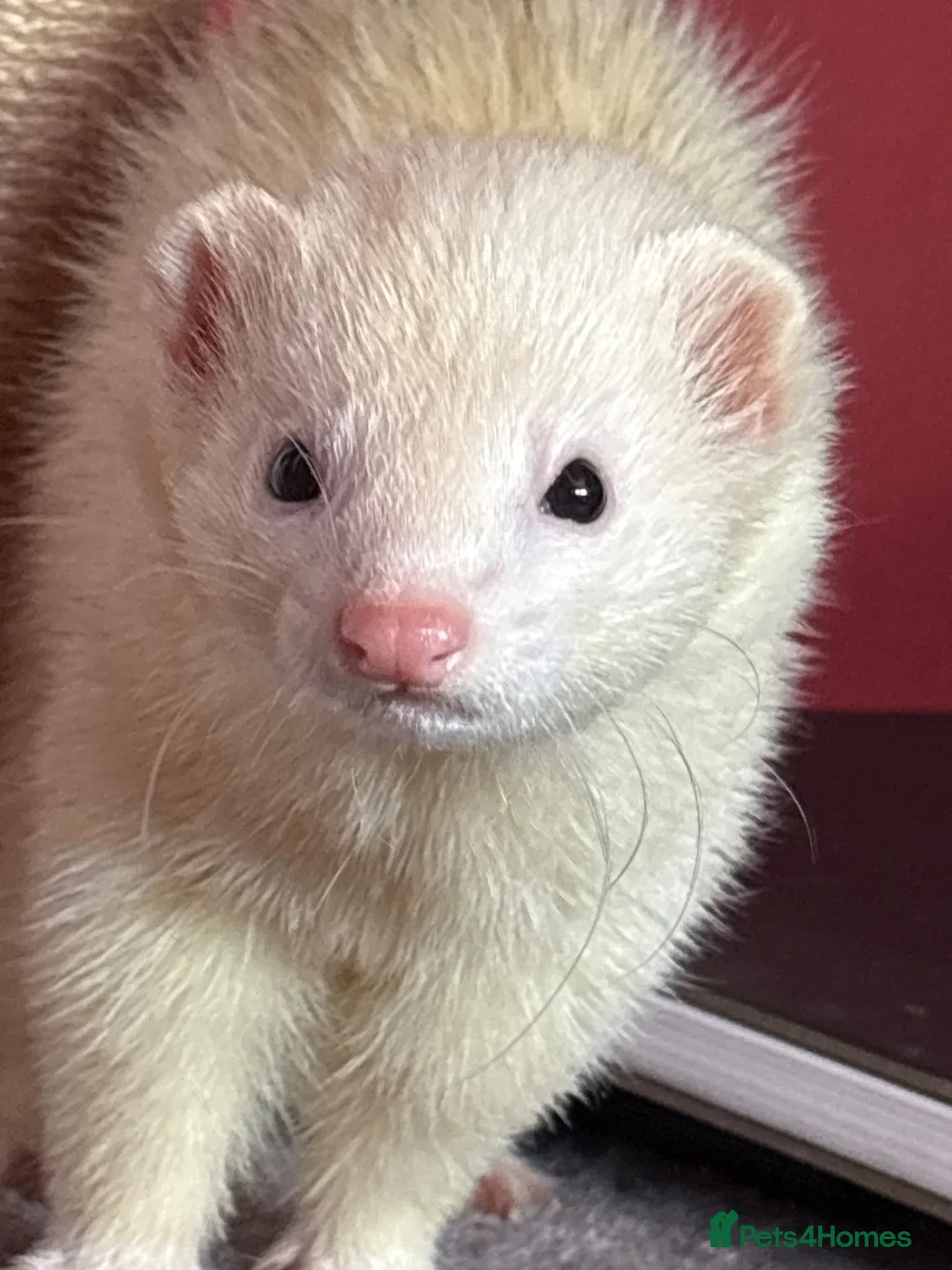 Ferret rodents for sale: Two ferrets one cream one miniature pole cat - Advert 2