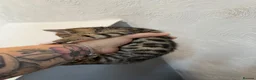 Bengal cats for sale: Bengal cross kittens - Advert 6