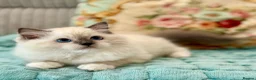 Ragdoll cats for sale: 2 Active girls  - Advert 6