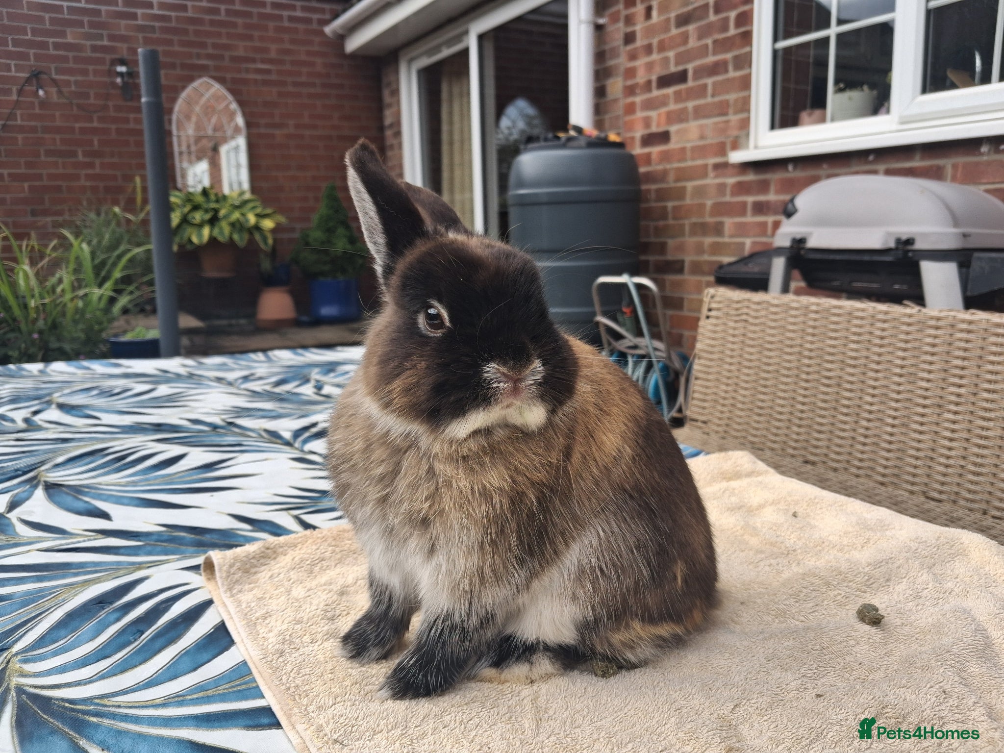 Netherland Dwarf rabbits MALE NETHERLAND DWARF 1 YEAR OLD - Advert 1