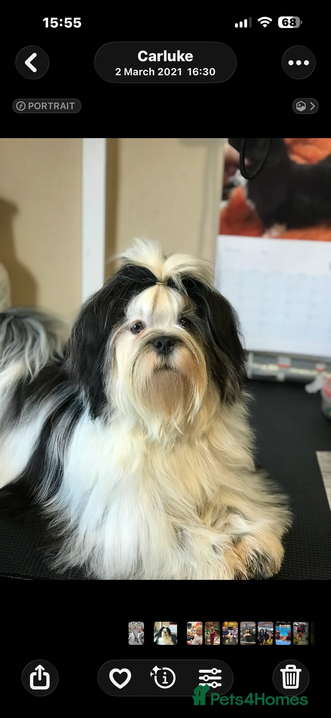 Lhasa Apso dogs for sale: Lhasa Apso Adult Girl - Advert 1