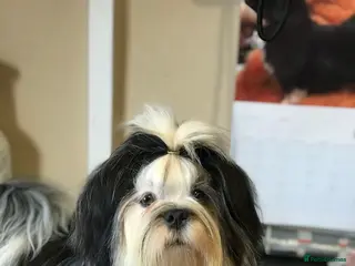 Lhasa Apso dogs Lhasa Apso Adult Girl - Advert 7