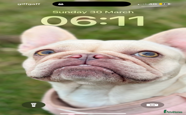 French Bulldog dogs - Advert 1