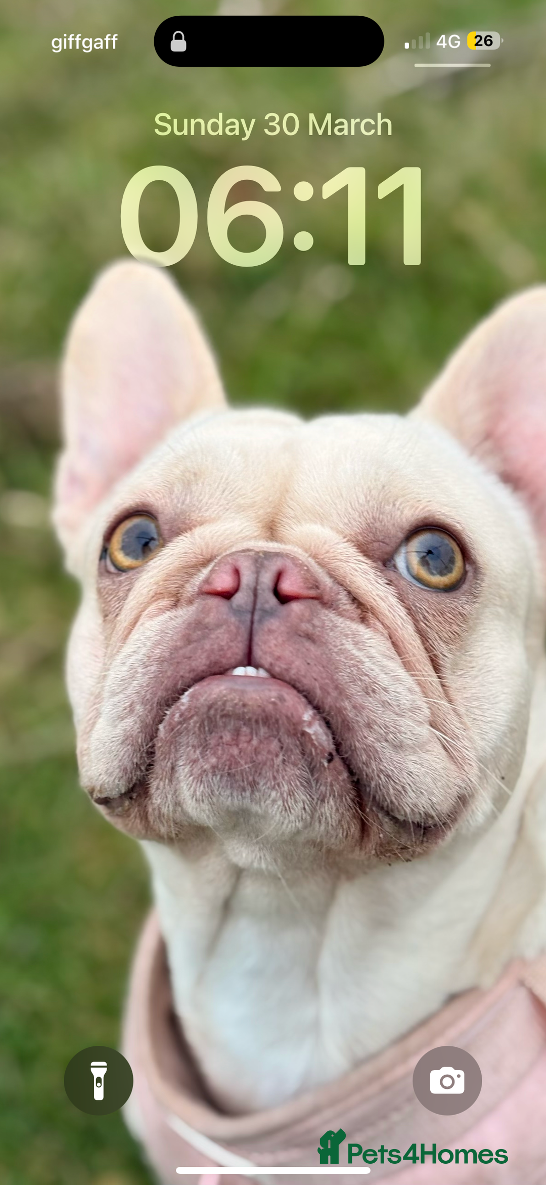 French Bulldog dogs for sale: 3 year old French bulldog - Image 1