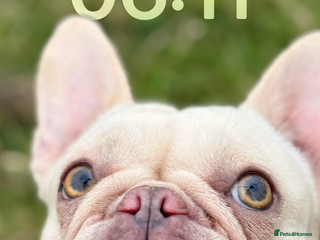 French Bulldog dogs - Advert 32
