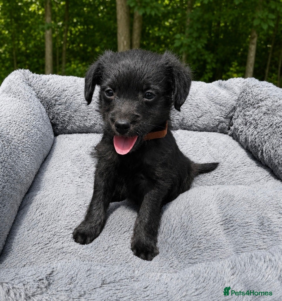 Jackapoo dogs Jackapoo Puppies 🐾 - Advert 2
