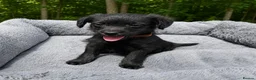 Jackapoo dogs for sale: Jackapoo Puppies 🐾 - Advert 2