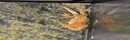 Gecko reptiles for sale: Crested gecko  in Epsom - Advert 5