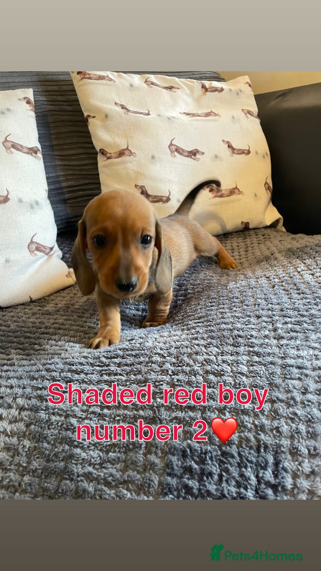 Miniature Dachshund dogs for sale: Male miniature dachshund puppies need homes❤️🐾 - Image 8
