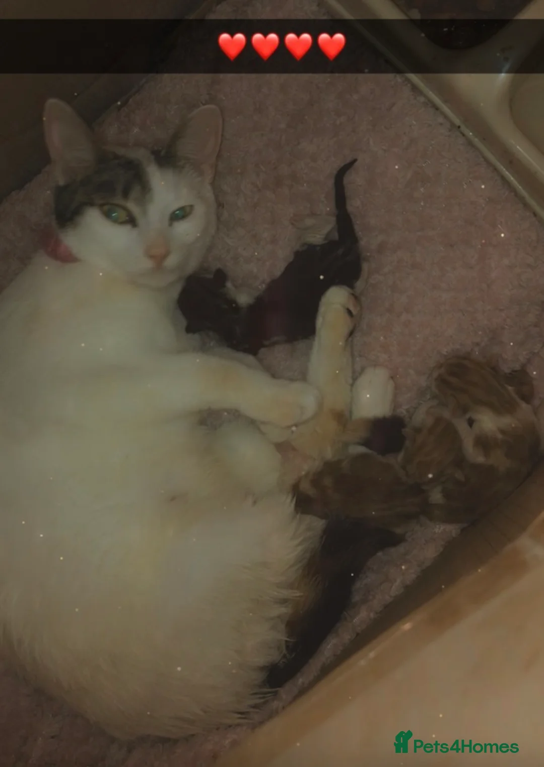 Mixed Breed cats for sale: Mum and son - Advert 1