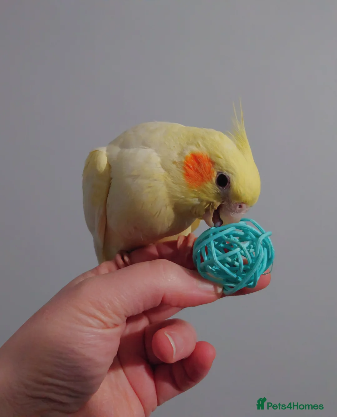 Cockatiels birds for sale: Hand reread silly tame DNA sexed baby cockatiels  - Advert 15