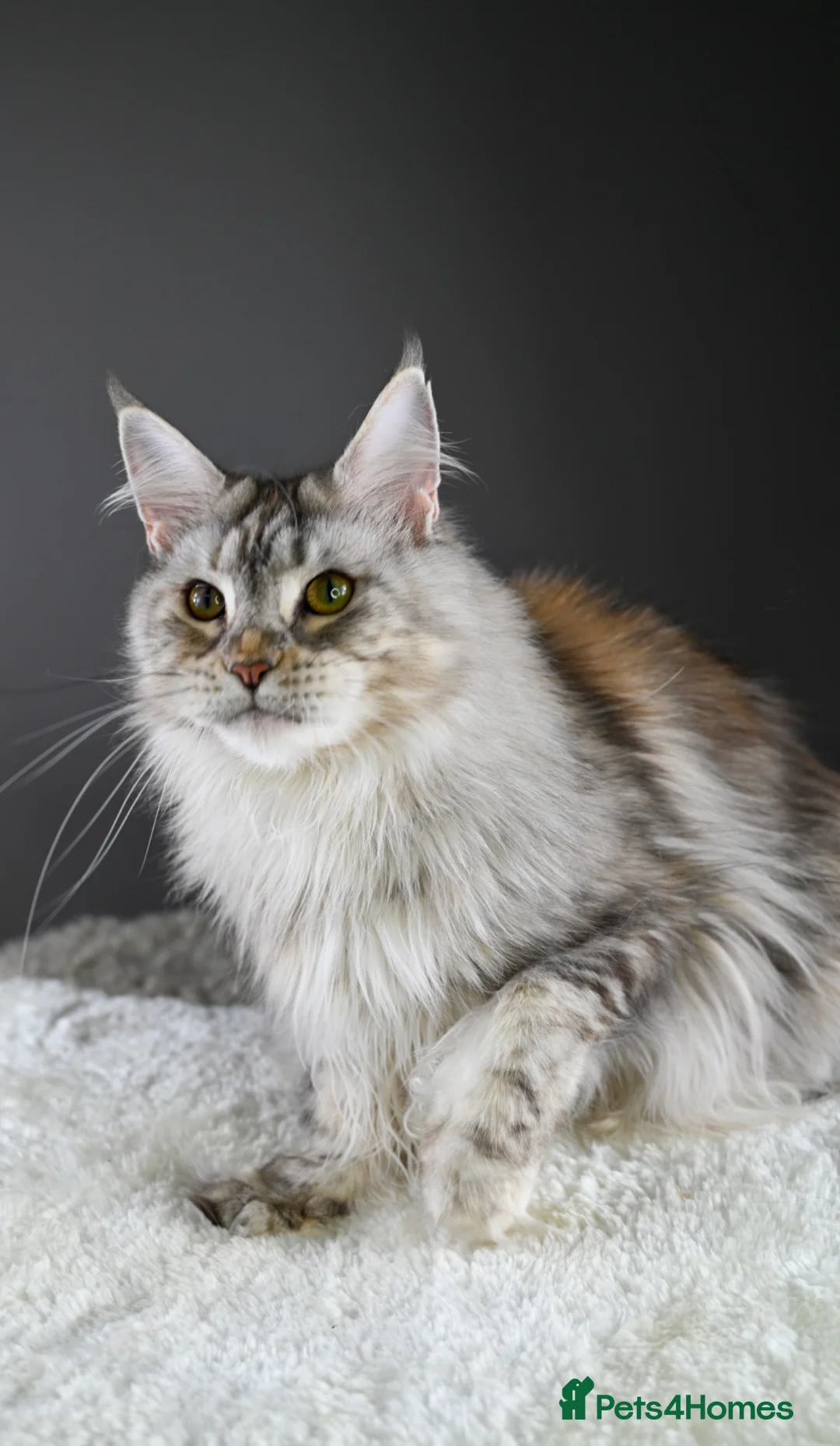 Maine Coon cats for sale: Octavia & Freya  - Advert 20